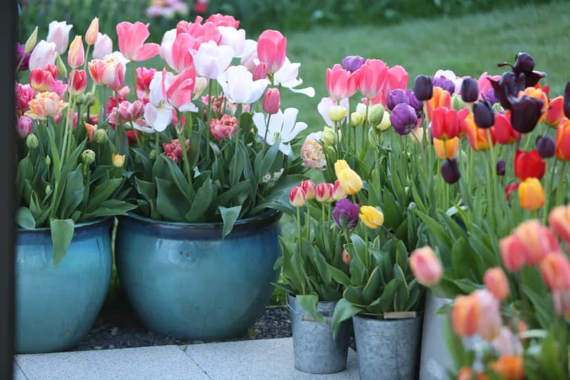 Cómo cuidar tulipanes en maceta sanos y floridos
